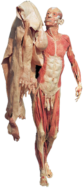 Hauptmann Körperwelten