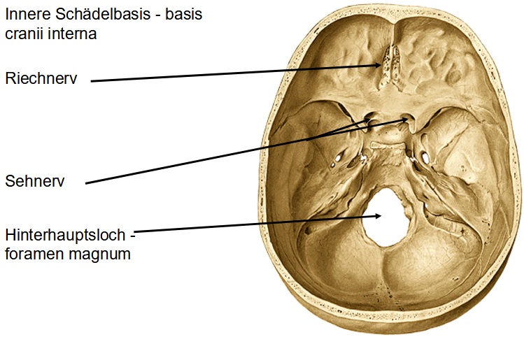Schädelbasis