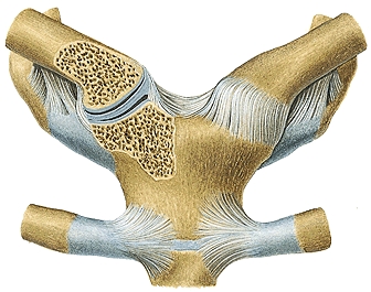 Gelenk Schlüsselbein-Brustbein