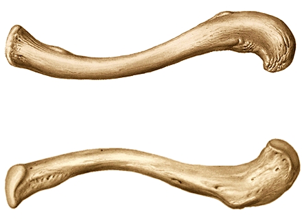Clavicula