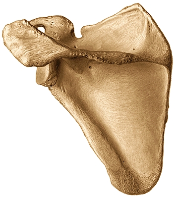 Scapula