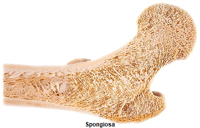 Spongiosa