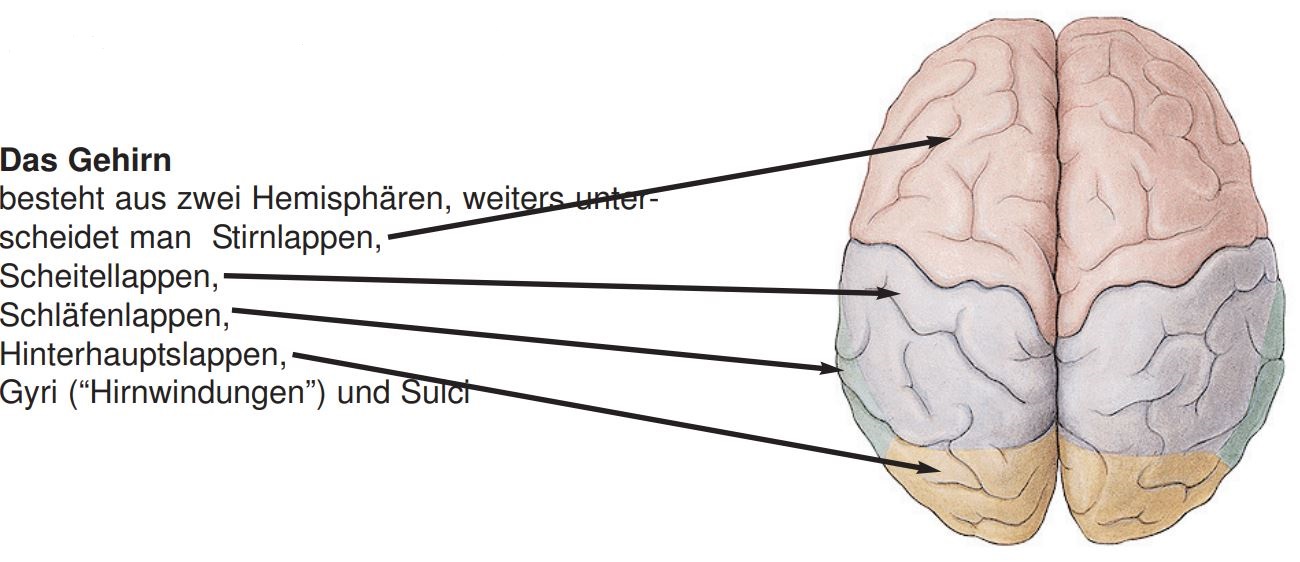 Hirn