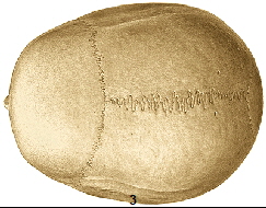 Schädelnaht